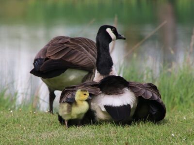 Geese & Goslings on Windrush Lake