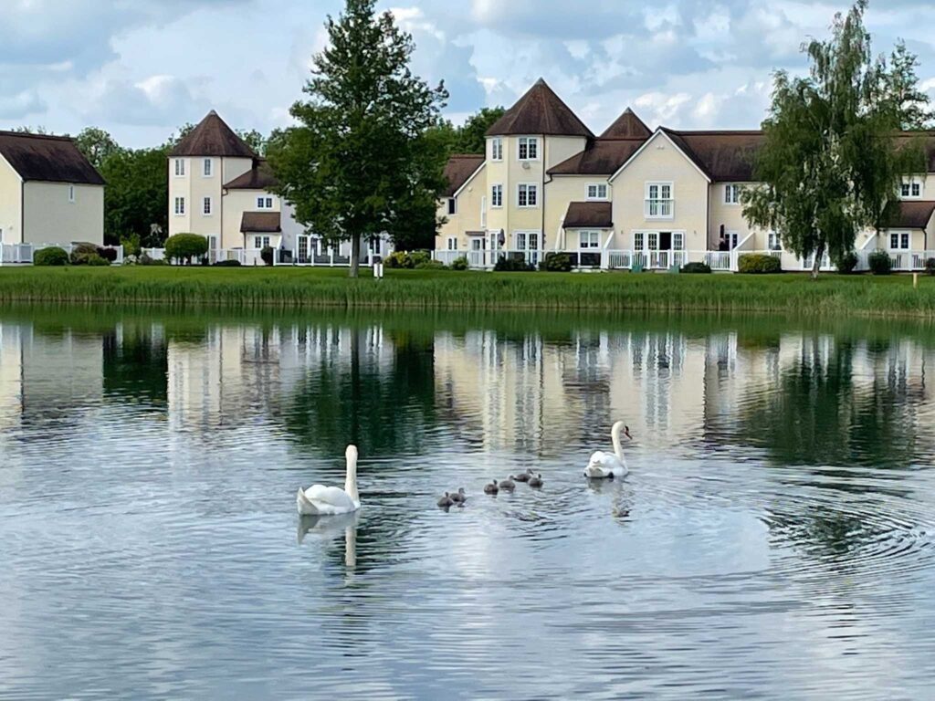 Swan lake at Windrush Lake