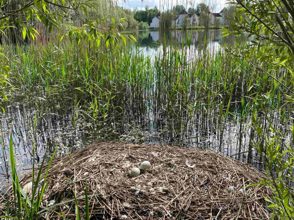 Swans nest at Windrush Lake