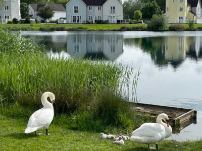 Wildlife at Windrush Lake