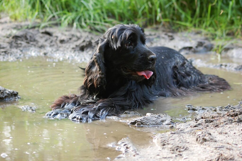 Muddy dog walks in Cotswold Water Park