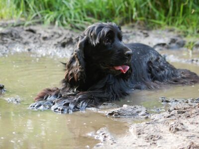 Muddy dog walks in Cotswold Water Park