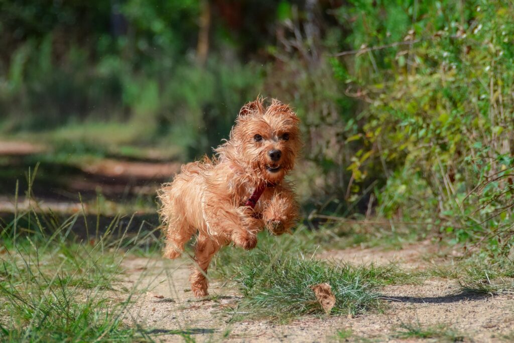 Cotswold Water Park - dog friendly location