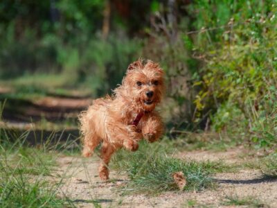 Cotswold Water Park - dog friendly location