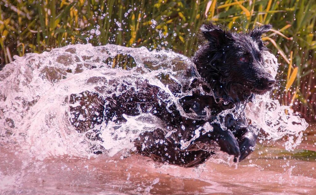 Fun dog walks in the Cotswold Water Park