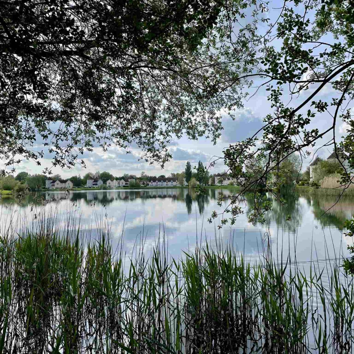 Nature and wildlife at Windrush Lake